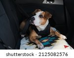 Dog wearing protective harness buckled to a car safety belt. Safe travelling or commuting by car with pets