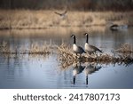 Pair of canadian geese nesting