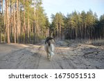 Wolf In The Forest. Back View