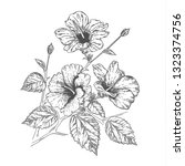sketch of beautiful hibiscus... | Shutterstock .eps vector #1323374756