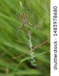 A Hunting Wasp Spider  Argiope...