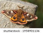 A Stunning Male Emperor Moth ...
