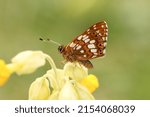 Small photo of A rare Duke of Burgundy Butterfly, Hamearis lucina, perching on a Cowslip flower in springtime.