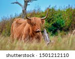 Small photo of Wild beautiful Scottish Highland Cattle cow with brown long and scraggy fur and big horns in the dunes of island Texel in the Netherlands