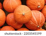 Red Kuri Hokkaido squash in pile of pumpkins