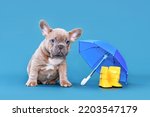 Small photo of Blue fawn French Bulldog dog puppy next to rain rubber boots and umbrella on blue background