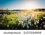 Small photo of Summer Karelian scenery. Cotton grass flowers in the Karelian swamp at sunset. Sun rays through the grass