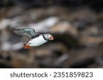 Atlantic Puffin spreading wings and flying in the summer in Iceland.