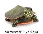 Red Bellied Turtle image - Free stock photo - Public Domain photo - CC0 ...