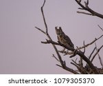 Great Horned Owls 3  Sharp's...