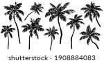 Tropical Palm Trees Sketch Set. ...