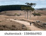 Lonely cyclist pedaling on dirt road between fields in winter, with Araucaria trees and eucalyptus plantation in the background and the sky with clouds. Cambará do Sul, Rio Grande do Sul, Brazil.
