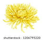 Yellow Flower Of Chrysanthemum...