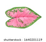 Pink Leaf Of Caladium Plant ...
