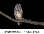 Small photo of Stygian Owl (Asio stygius) during the night.