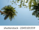 Camera looks up rows coconut trees bottom top view sun shining through branches blue sky., copy space, space area