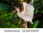 White Ibis Standing With Wings...