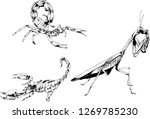 vector drawings sketches... | Shutterstock .eps vector #1269785230