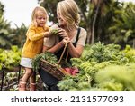 Happy single mother picking fresh vegetables with her daughter. Cheerful young mother smiling while showing her daughter fresh kale in an organic garden. Self-sufficient family gather fresh produce.
