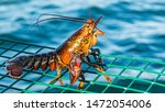 A Live Lobster That Is Too...