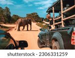 Wildlife safari.Eco travel in the jungle with wild animals elephants.Tropical tourism in the wild life of elephants.Road trip jungle,eco safari.Elephant wild life