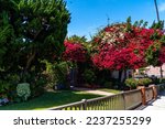 Small photo of Beautiful garden in broad daylight. San Francisco, California. USA.
