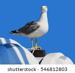 Seagull Sitting On A White...