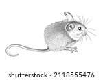 mouse hand drawn sketch. cute... | Shutterstock .eps vector #2118555476