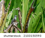 Small photo of A plaintive cuckoo perching on plants. Sighted at the edge of Jurong Lake in the western part of Singapore.