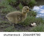 A Young Goose Gosling With Bread