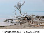 Dead Trees On The Kolka Cape...