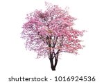 Isolated Pink trumpet tree on white background.