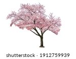 Pink sakura tree blooming on white background.