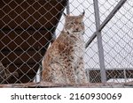 The Eurasian Lynx In The...