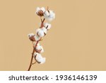 Small photo of Branch with white fluffy cotton flowers on beige background flat lay. Delicate light beauty cotton background. Natural organic fiber, agriculture, cotton seeds, raw materials for making fabric