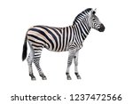 Zebra standing isolated on white