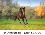 Horse In Motion In Autumn...