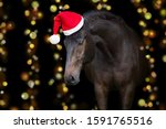 Horse Portrait In Santa Red Hat ...
