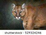 Mountain Lion   Cougar  Puma...