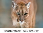 Puma  Cougar Portrait On Light...