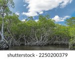 Small photo of The mangrove biome, often called the mangrove forest or mangal, is a distinct saline woodland or shrubland habitat characterized by depositional coastal environments. Everglades National Park, Florida