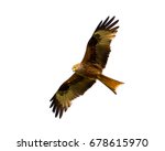 Red Kite Milvus-milvus Free Stock Photo - Public Domain Pictures