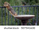 Cute Adult Squirrel Drinking...