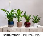 Peace Lily, Dieffenbachia Dumb canes, Mother-in-law's Tongue Viper's bowstring hemp snake plant