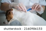 A Veterinarian Treats A Dog...