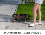 Small photo of Caucasian woman walking with a cat on a leash outdoors in summer.