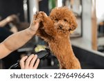 Small photo of Woman trimming toy poodle with electric razor in grooming salon.
