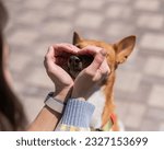 A woman makes a heart of her palms on her dog's face. A non-barking African Basenji dog.