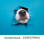 Jack russell terrier dog nose...