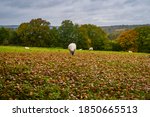 Small photo of Sheep grazing during autumn on the countryside between Bewl waters and Ticehurst on the border of Kent and east Sussex south east England